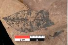 Foto (Detailansicht) von Rhytisma pythii Ettingshausen (NHMW-GEO-2024-0188-0082)